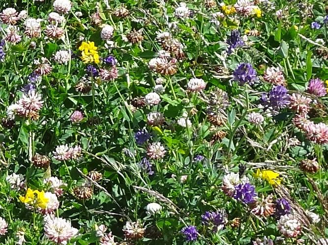 Non Grass Legume Fallow Mixture - 2 Year (AB15, NUM2, NUM3)